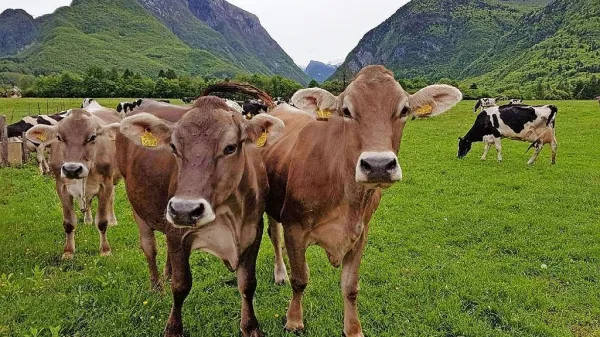 Radovedne krave na oglednem posestvu Bogata pri Bovcu. 