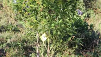 Oktobra  lani  so  policisti  na jasi  blizu  vasi Rjavče požagali 45  sadik  
konoplje.   