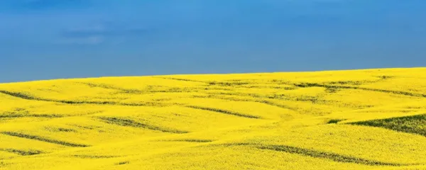 Brez solate in pohanja