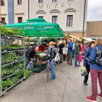 Tolminci zaupajo kakovosti sadik, ki jih pripeljejo ekološki  gojiteljih od drugje. 