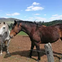 V bližini Petelinjskega jezera se pasejo konji. Tudi seno, ki so ga 
kmetje dobivali s košnjo po  dnu presihajočega jezera, naj bi  bilo  
zaradi obilice česna primerno le za konje in ne za govedo.  