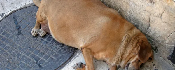 Debelost ima pri psih - podobno kot pri ljudeh - različne vzroke.