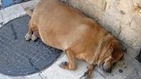 Debelost ima pri psih - podobno kot pri ljudeh - različne vzroke.