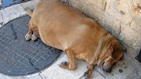 Debelost ima pri psih - podobno kot pri ljudeh - različne vzroke.