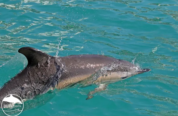 V koprsko pristanišče sta priplavala primerka navadnega delfina 
(Delphinus delphis). Ta vrsta je v naših vodah izjemno redka, so 
sporočili z društva Morigenos. 
