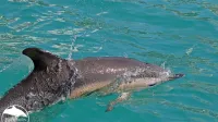 V koprsko pristanišče sta priplavala primerka navadnega delfina 
(Delphinus delphis). Ta vrsta je v naših vodah izjemno redka, so 
sporočili z društva Morigenos. 