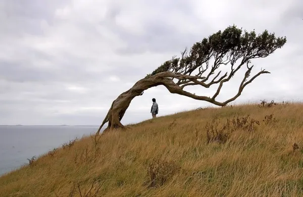 Kakor otoki ločene in povezane filmske podobe v Otokih prinašajo osebne in prodorne skrivnosti tistih, ki so jih posneli.