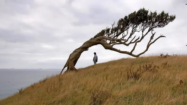 Kakor otoki ločene in povezane filmske podobe v Otokih prinašajo osebne in prodorne skrivnosti tistih, ki so jih posneli.