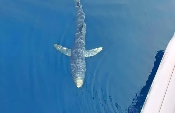 Morskega psa je v bližino čolna Alojza Geca pritegnil na trnek 
ulovljeni mol.