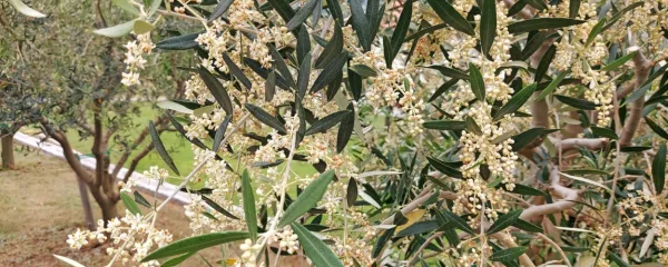 Oljke te dni zelo obilno cvetijo.