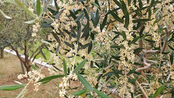 Oljke te dni zelo obilno cvetijo.