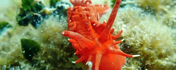 

Maja smo se v slovenskem morju razveselili najdbe polža vrste 
Okenia elegans.