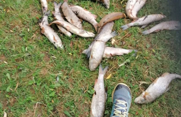 Zaradi onesnaženja je poginilo dobrih 30 kilogramov rib.