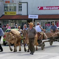 V Postojno se vračajo furmani