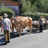 Redni gosti Furmanskega praznika, Razvojno društvo Merišče iz 
Merč, so z volovsko vprego peljali kamnite stebre za tržaško 
vilo. 