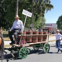 Konjeniško društvo Sveti Štefan Vipavska dolina je prikazalo tudi 
prevoz grozdja iz  vinograda do kleti. 