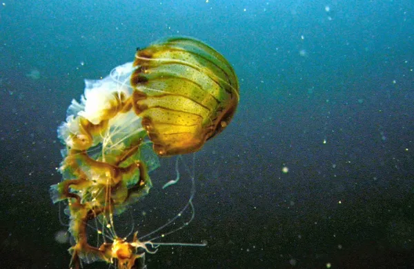 Kompasne meduze je mogoče opaziti od maja do konca poletja.