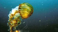 Kompasne meduze je mogoče opaziti od maja do konca poletja.