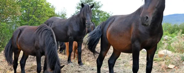 Žrebci bosanskega planinskega konja v žrebetišču na Petrinjskem 
Krasu.