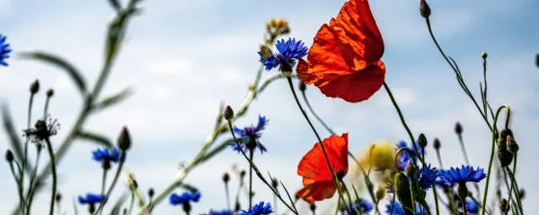 Zeleni mozaik z odtenkom črne