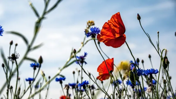 Zeleni mozaik z odtenkom črne