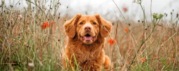 

Veliko bolj kot po vročem asfaltu psi uživajo v sprehodih po 
naravi.