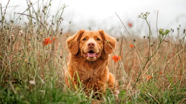 

Veliko bolj kot po vročem asfaltu psi uživajo v sprehodih po 
naravi.