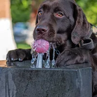 

Poskrbimo, da imajo naši ljubljenčki poleti dovolj sveže vode za 
pitje.