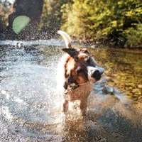 



Tudi psi se poleti radi osvežijo.