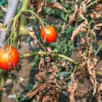 Ne le suša, tudi vročina načenja sicer tradicionalne poletne 
kulture.