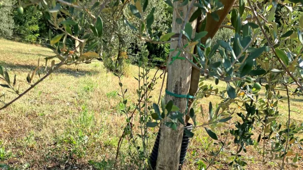 Suša kaže zobe tudi v oljčnikih.