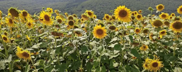 Okrogle cvetne glavice navadne sončnice (Helianthus annuus) so  v kombinaciji z liguli  videti  kot sonce. Večina vrst  izvira iz Severne in Srednje Amerike.  