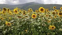 Okrogle cvetne glavice navadne sončnice (Helianthus annuus) so  v kombinaciji z liguli  videti  kot sonce. Večina vrst  izvira iz Severne in Srednje Amerike.  