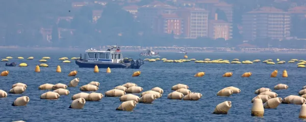 Polja školjk v Piranskem zalivu si delijo štirje gojitelji. Takšen je bil včeraj pogled na Portorož, ki je bil  zaradi posledic  požarov na Krasu ovit v dimno meglico. 