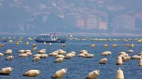 Polja školjk v Piranskem zalivu si delijo štirje gojitelji. Takšen je bil včeraj pogled na Portorož, ki je bil  zaradi posledic  požarov na Krasu ovit v dimno meglico. 