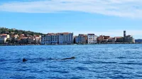 Morski pes orjak pred Piranom