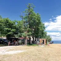 Posušeni drevesi v Fiesi, še preden so ju požagali delavci Okolja Piran. 