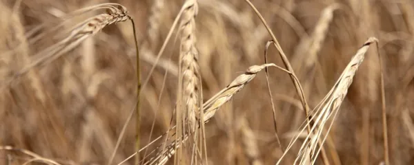 Ob lastnem kruhu in vodi