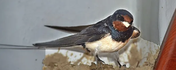 Kori je maja leta 2020 prvič priletel v Natalijin dom in tam vse  poletje tudi ostal.