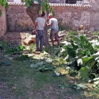 Ena izmed dveh pavlovnij tik pred slovesom