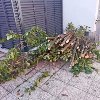 Zakaj so morala pasti drevesa na vrtu koprskega Circola