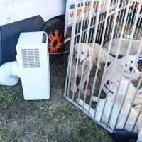 Tako kot lani bodo lastniki tudi letos z ventilatorji poskrbeli za 
prijetnejše počutje svojih varovancev. 
