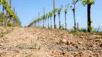  Letošnja suša je na Primorskem prizadela vse kmetijske panoge.