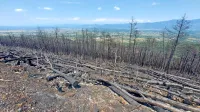 Člani lovskih družin Trstelj Kostanjevica ter Fajti hrib so na 
pogorišču našli nekaj poginulih srn, košuto in dva divja prašiča. 
