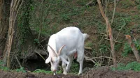 Koze na goriškem in komenskem Krasu bodo zaradi požara še bolj 
na udaru zveri.  