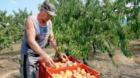Suša je sadjarju Francu Živcu pobrala približno polovico običajne 
letine breskev.