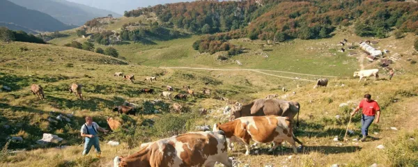 Posoške krave so poleti na paši na planinah, travnike v dolinah pa 
kosijo, da je dovolj krme za zimo. Za predelavo mleka pa poskrbi 
Mlekarna Planika.