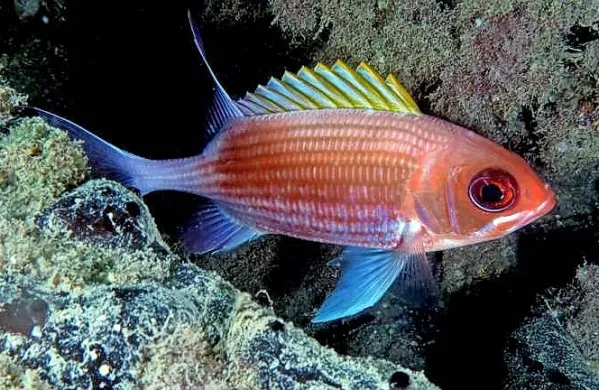 Veveričjak priplaval iz Atlantika v Miramar