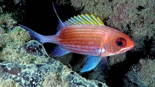 Veveričjak priplaval iz Atlantika v Miramar