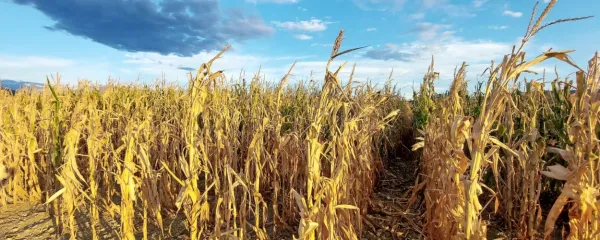 Brez vode ne bo hrane